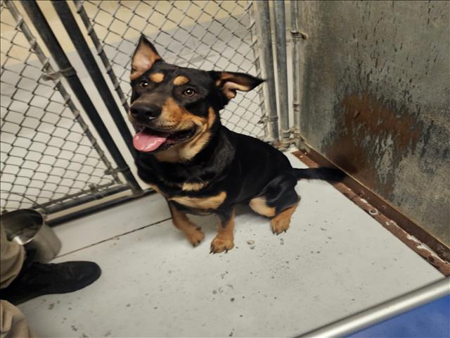 Rottweiler