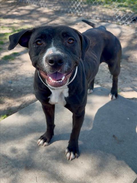 IRIS, an adoptable Pit Bull Terrier in Conroe, TX