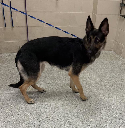 SKY, an adoptable German Shepherd Dog in Conroe, TX