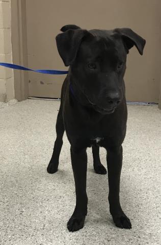 BEAR, an adoptable Labrador Retriever in Conroe, TX
