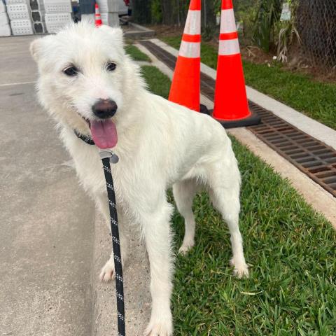 POLLY POCKET, an adoptable Schnauzer in Conroe, TX