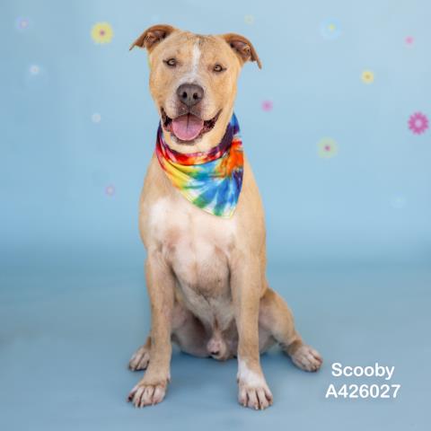 SCOOBY Image