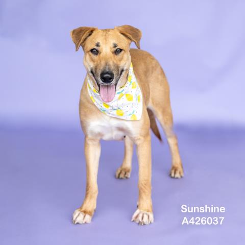 SUNSHINE Image