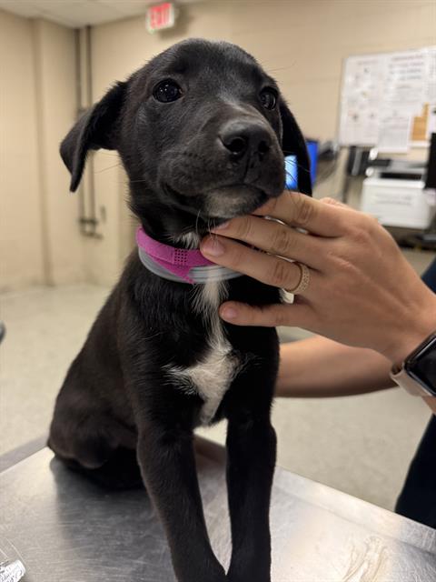 A426150, an adoptable Labrador Retriever in Conroe, TX