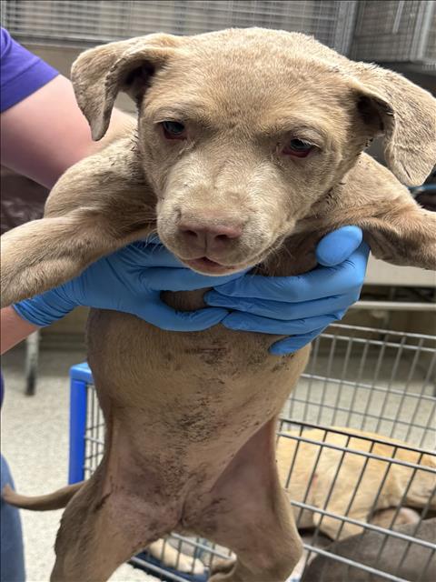 A426251, an adoptable Pit Bull Terrier in Conroe, TX