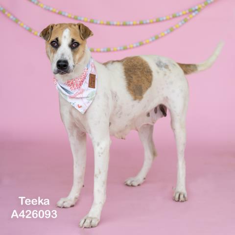 TEEKA, an adoptable English Foxhound in Conroe, TX