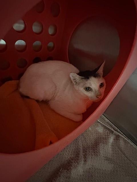 TESSA, an adoptable Domestic Short Hair in Conroe, TX