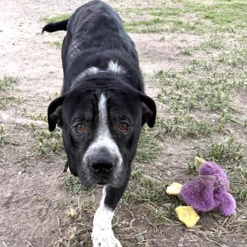 BAUER, an adoptable Pit Bull Terrier in Conroe, TX