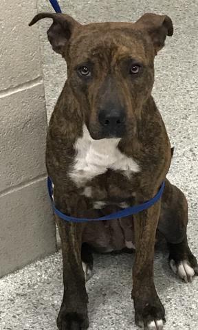 ANGIE, an adoptable Labrador Retriever in Conroe, TX