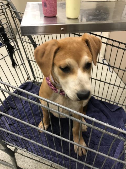 A426221, an adoptable Labrador Retriever in Conroe, TX