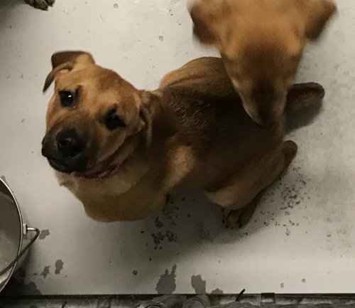 A426222, an adoptable Labrador Retriever in Conroe, TX