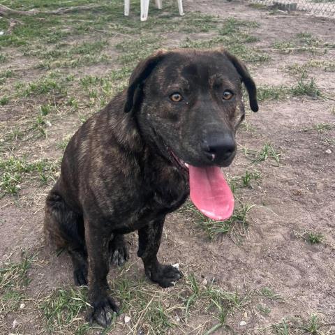 CRACKER JACK, an adoptable Plott Hound in Conroe, TX