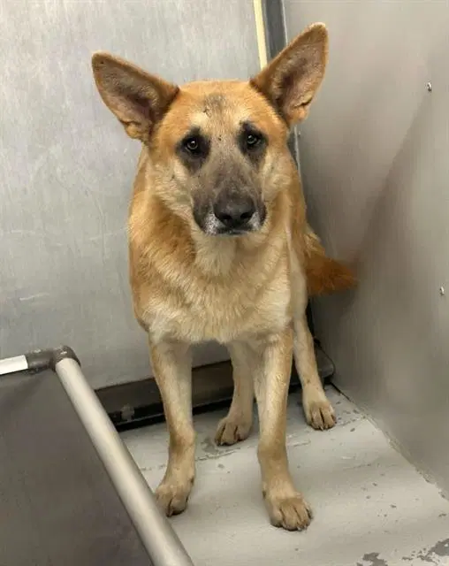 Leo - German Shepherd Dog