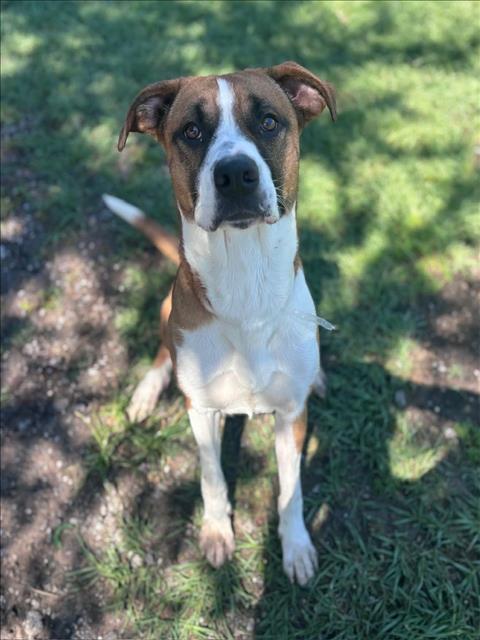 JACKSON, an adoptable Boxer in Conroe, TX