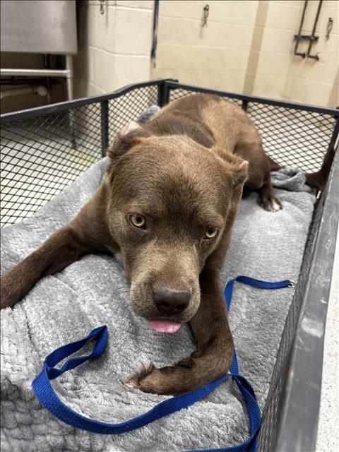 REX THOMAS, an adoptable Pit Bull Terrier in Conroe, TX