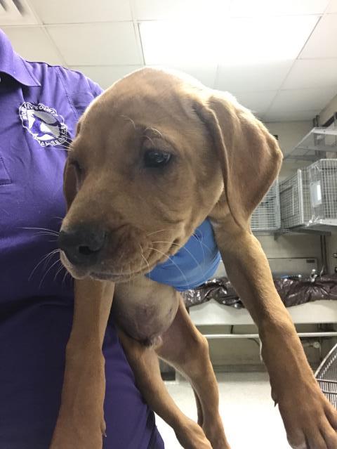 RICO, an adoptable Labrador Retriever in Conroe, TX