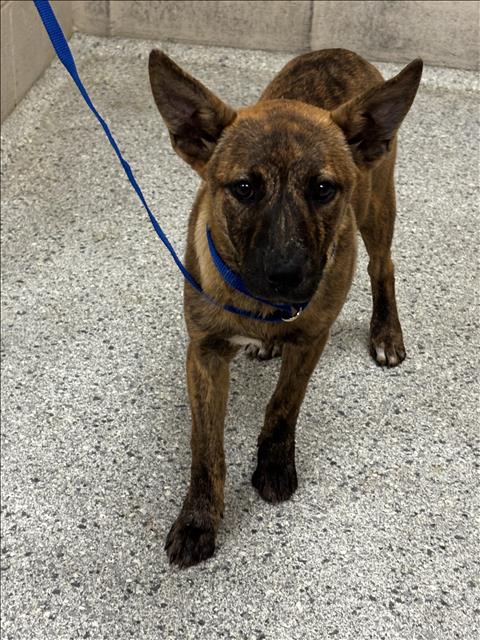 A426483, an adoptable German Shepherd Dog in Conroe, TX
