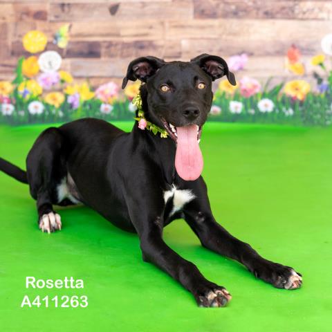 ROSETTA