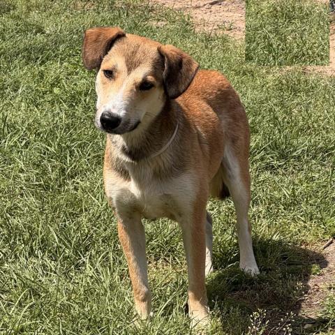 CURLY, an adoptable German Shepherd Dog in Conroe, TX