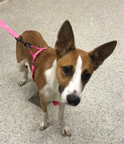 REBA, an adoptable Australian Kelpie in Conroe, TX