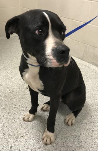 A426330, an adoptable Pit Bull Terrier in Conroe, TX