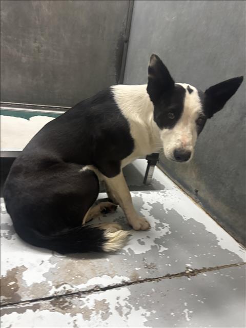 A426398, an adoptable Border Collie in Conroe, TX