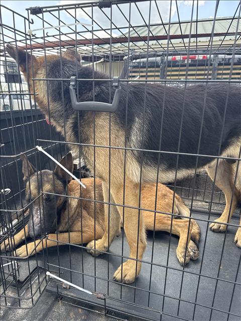 A426410, an adoptable German Shepherd Dog in Conroe, TX