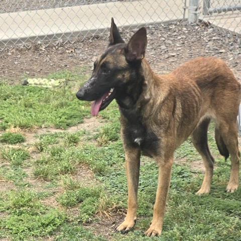 NIKITA, an adoptable Belgian Shepherd Malinois in Conroe, TX