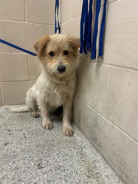A426442, an adoptable Australian Cattle Dog in Conroe, TX