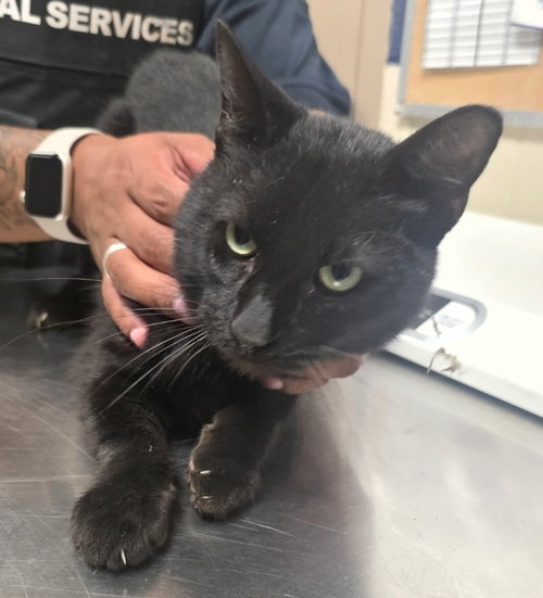 HUMMER, an adoptable Domestic Short Hair in Conroe, TX