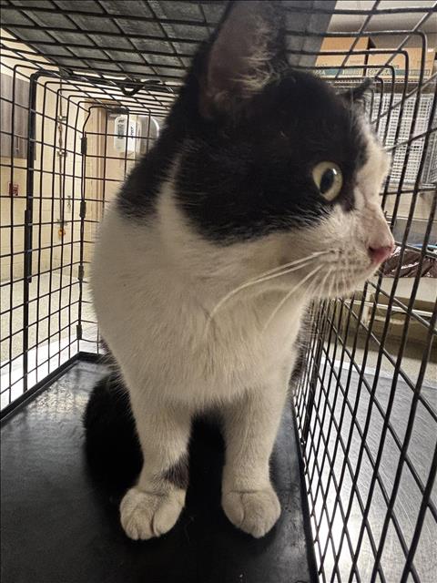 COOPER, Adult Domestic Medium Hair (medium coat), cat for adoption in Friendswood, Texas