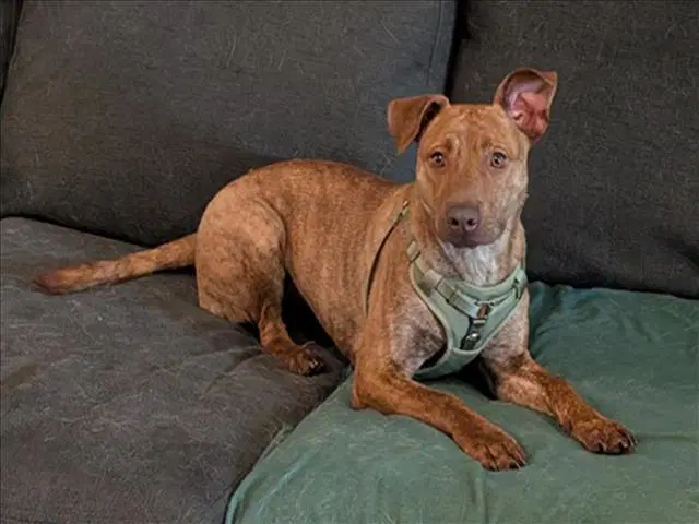 Courage - Pit Bull Terrier