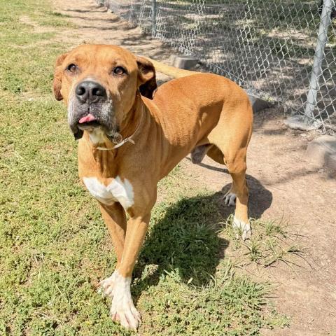 MARMADUKE, an adoptable Mastiff in Conroe, TX