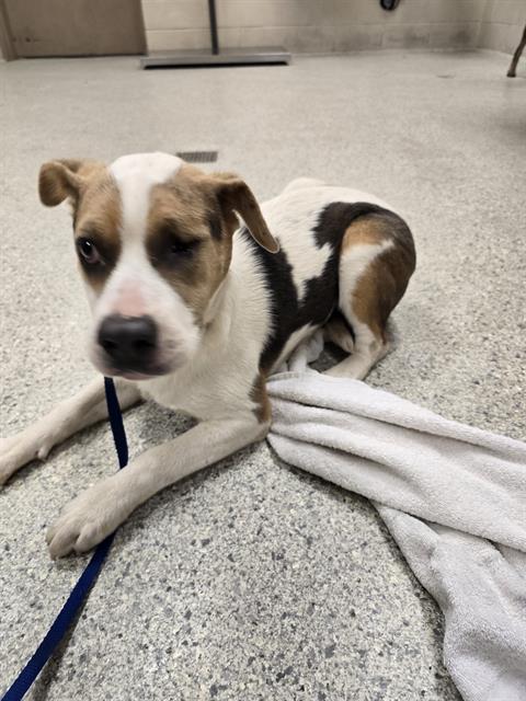 JANE, an adoptable Labrador Retriever in Conroe, TX