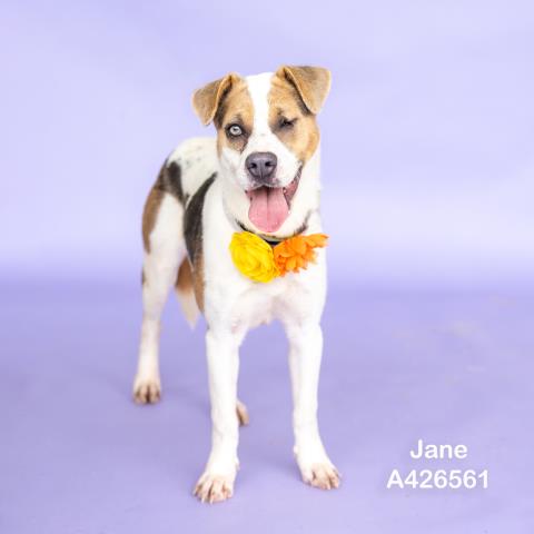 JANE