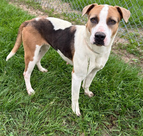 CARLY, an adoptable Labrador Retriever in Conroe, TX