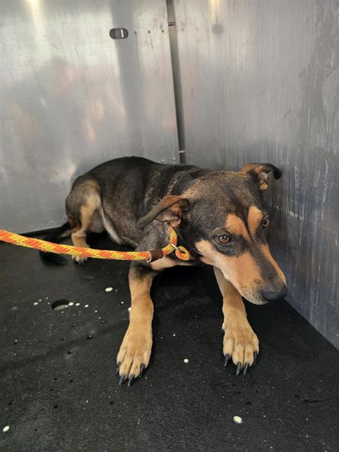 picture of the dog needing adoption