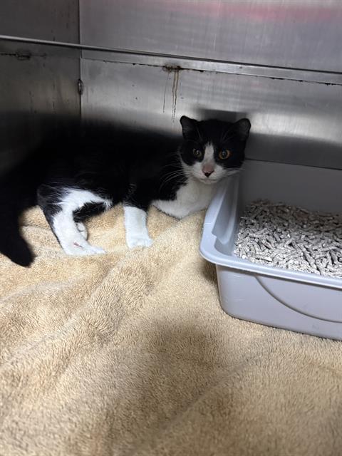 BISCUITS, Adult Domestic Short Hair / Mixed (medium coat), cat for adoption in Friendswood, Texas