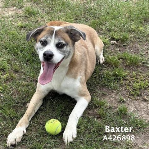 FRISBEE, an adoptable Beagle in Conroe, TX