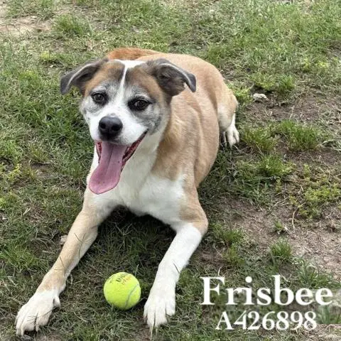 Frisbee - Beagle