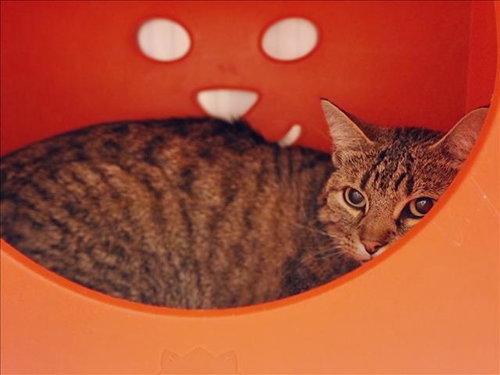 picture of the cat needing adoption
