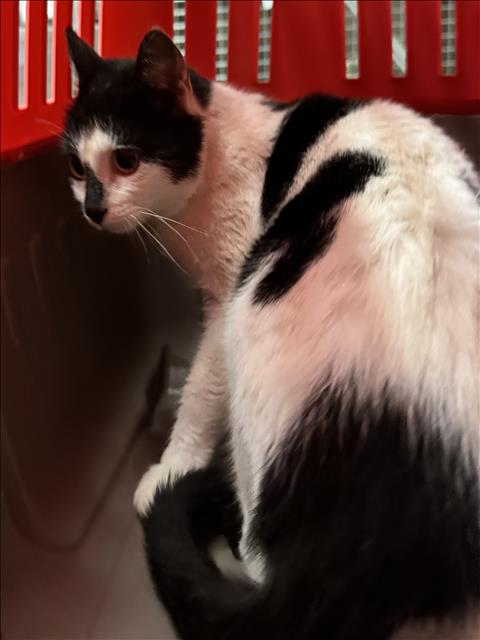picture of the cat needing adoption