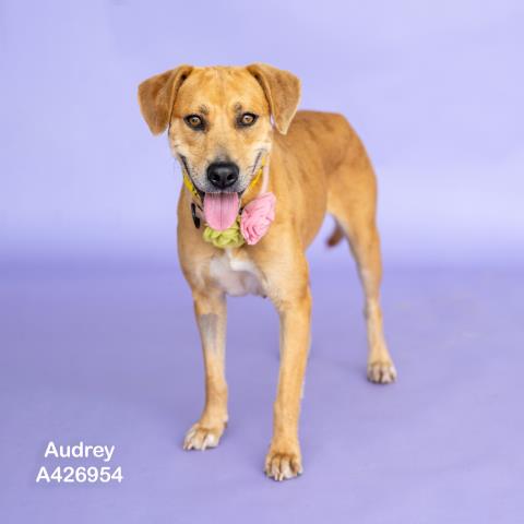 AUDREY, an adoptable Labrador Retriever in Conroe, TX
