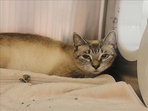 A426773, Adult Domestic Short Hair (medium coat), cat for adoption in Friendswood, Texas