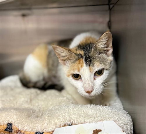 FLORENCE, Adult Domestic Short Hair (medium coat), cat for adoption in Friendswood, Texas