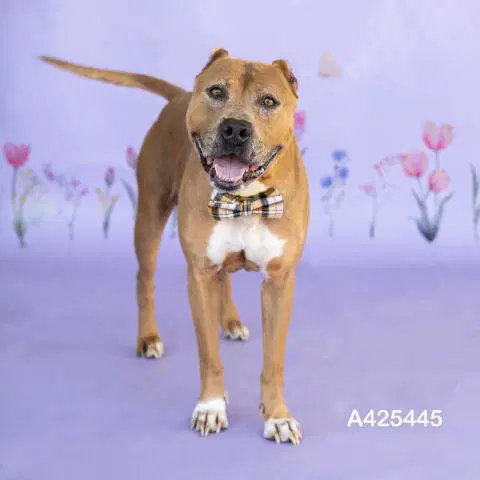 Byron Lee - Pit Bull Terrier