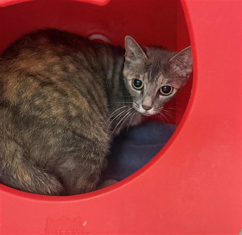 TAMMY, Adult Domestic Short Hair (medium coat), cat for adoption in Friendswood, Texas