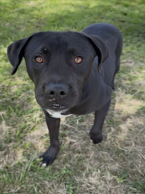 Freddie - Labrador Retriever