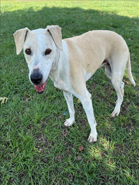 BEATRICE, an adoptable Catahoula Leopard Dog in Conroe, TX