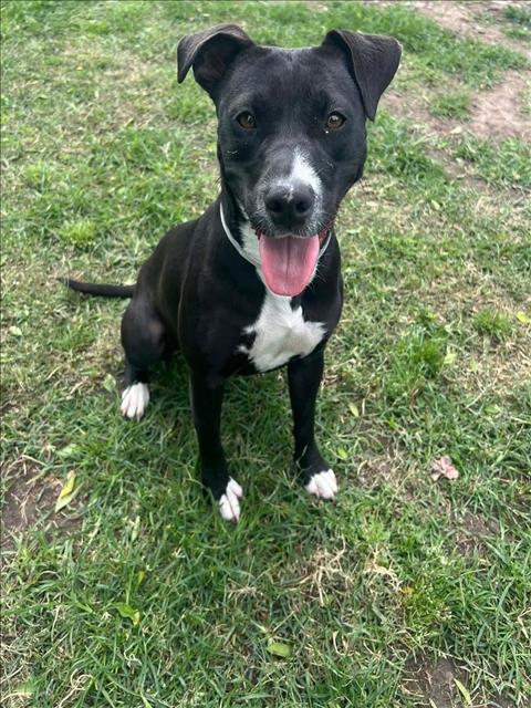 SOCKS, an adoptable American Pit Bull Terrier in Conroe, TX